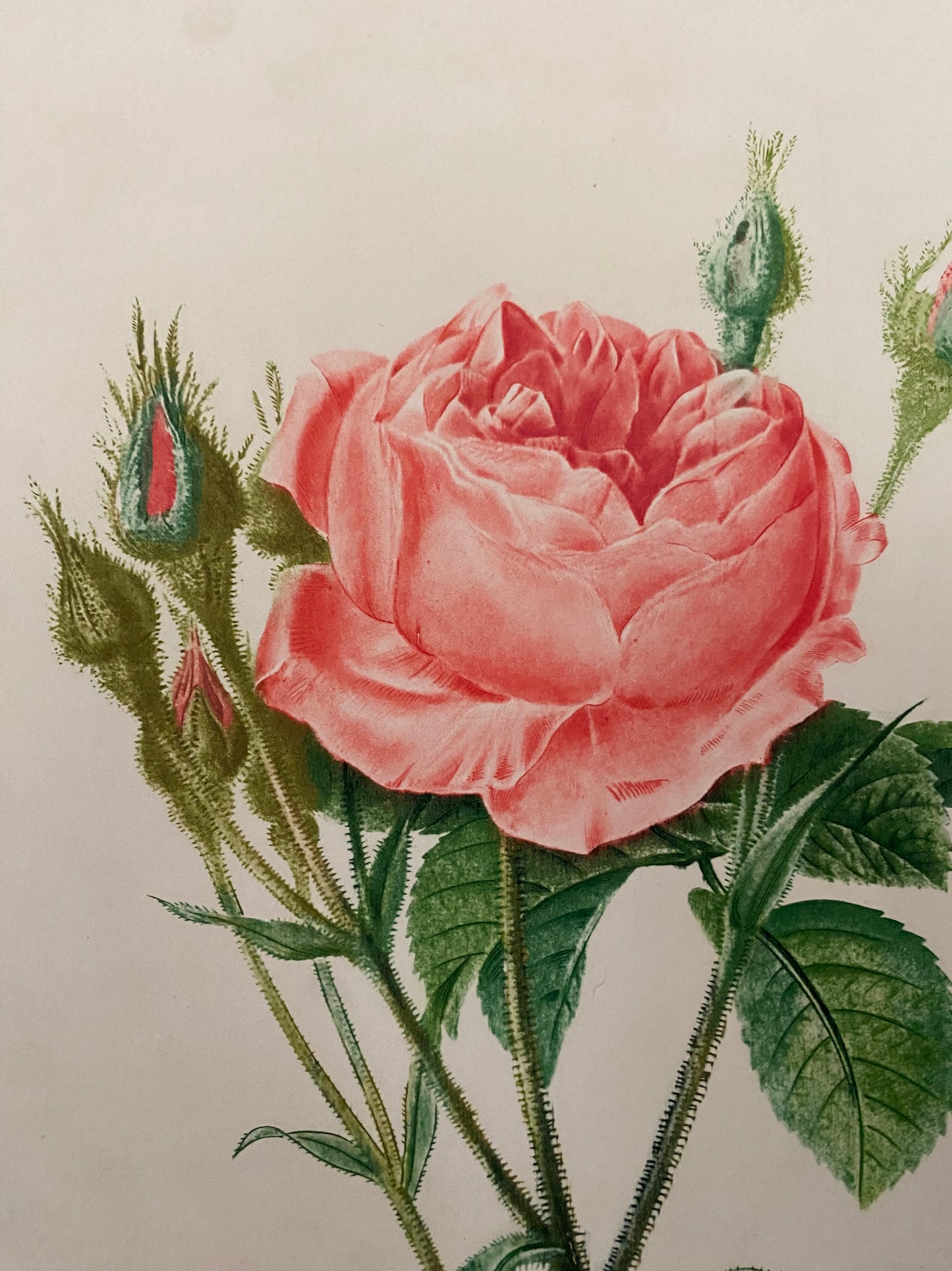 Antique French Pink Rose Etching Fleurs No.2