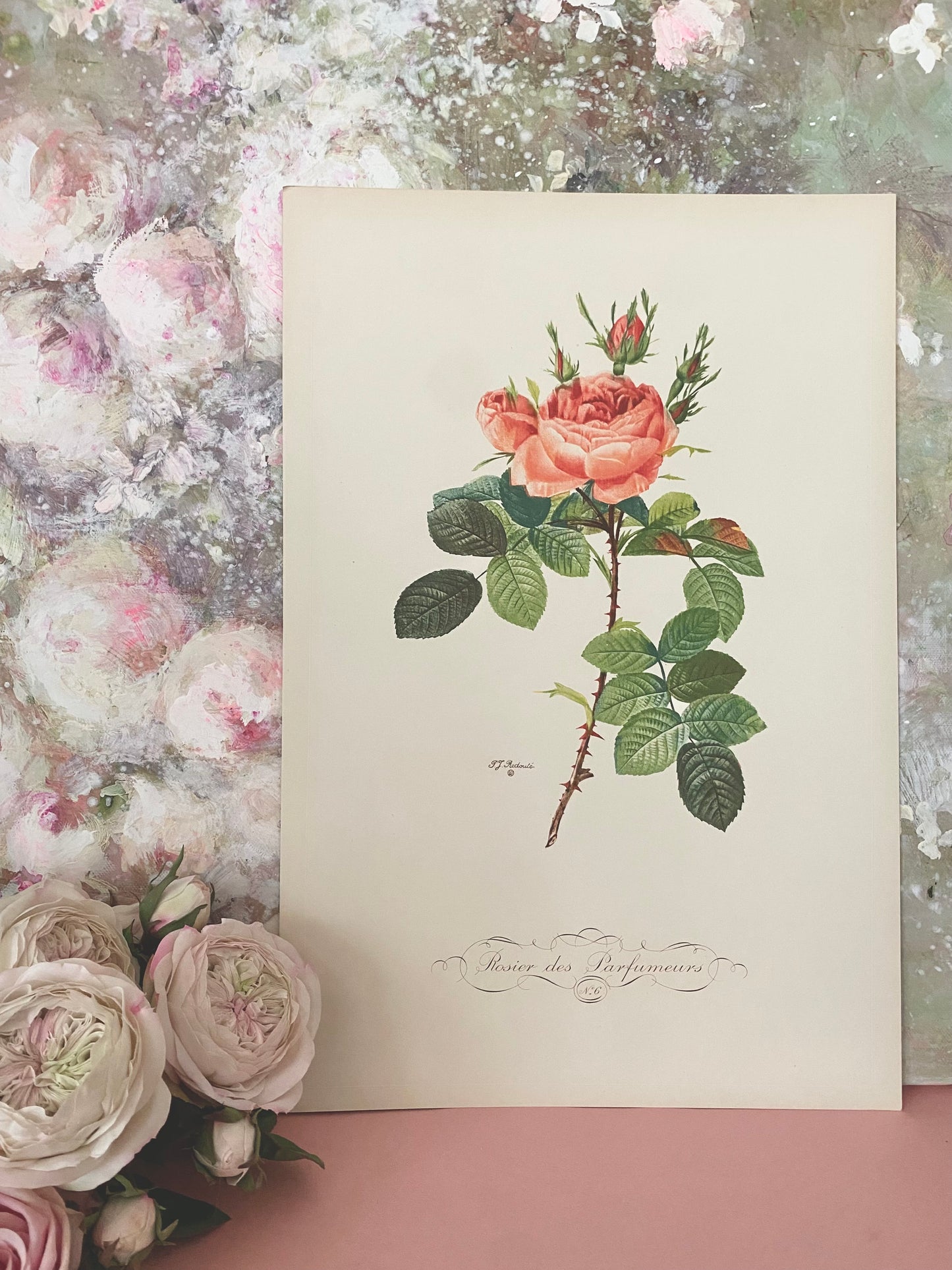 Antique French Pink Rose "Fleurs et Fruits" Portfolio of 12 Etchings