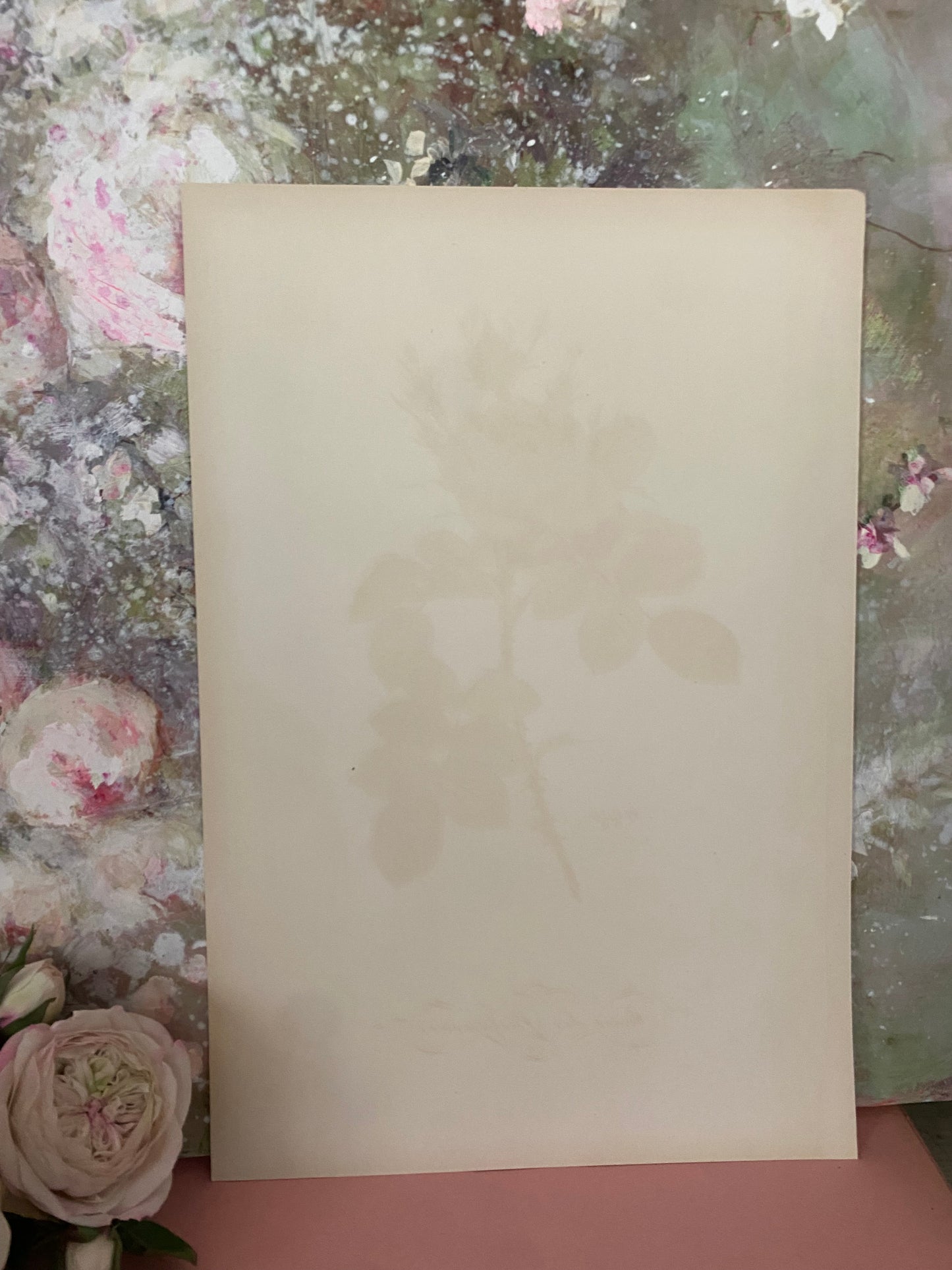 Antique French Pink Rose Etching Fleurs No.6