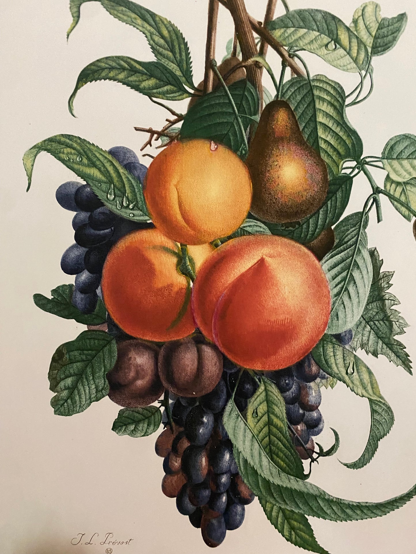 Pair Antique French Fruit Bouquet Etching Fleurs No.11 & No.12