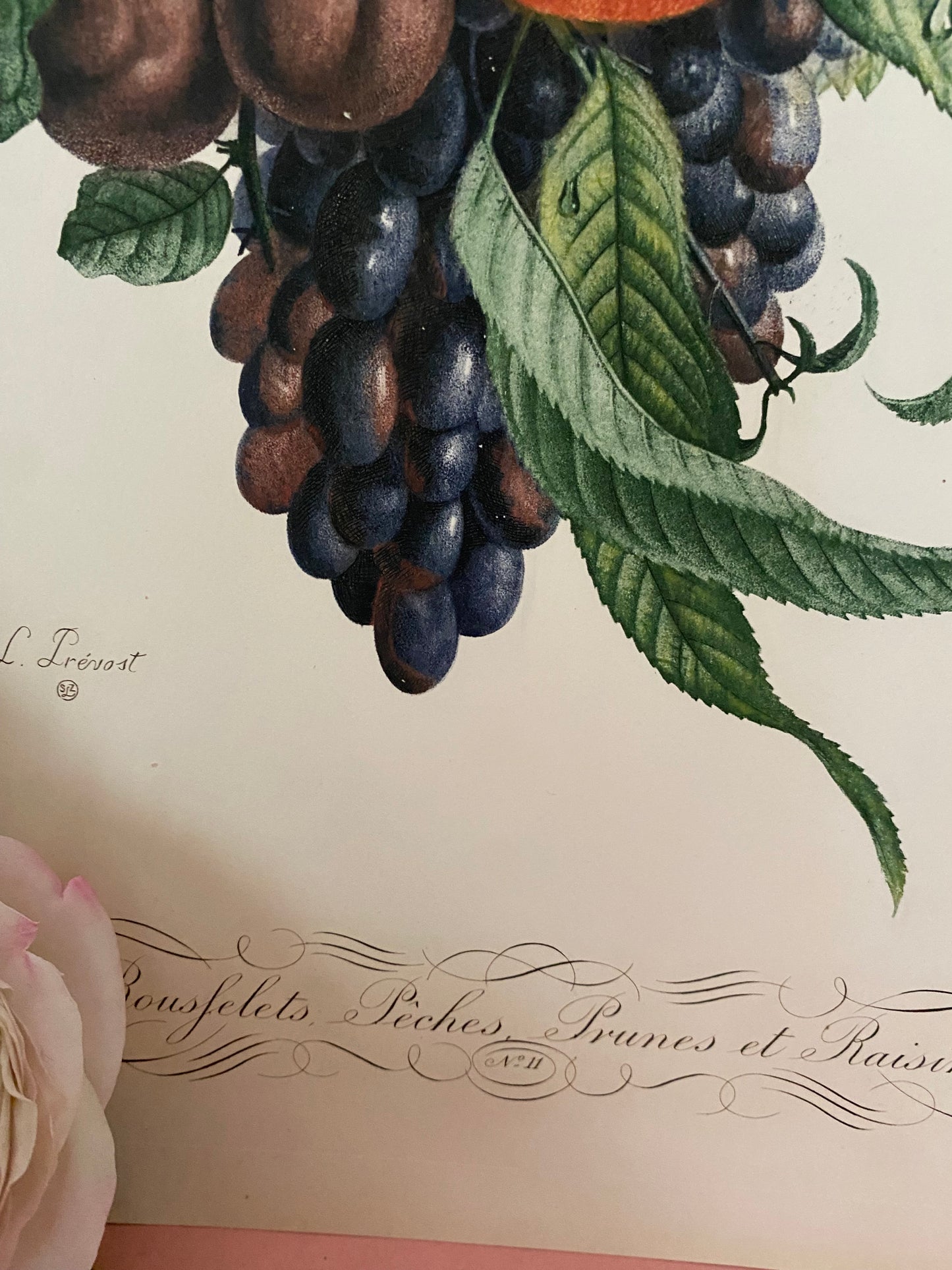 Pair Antique French Fruit Bouquet Etching Fleurs No.11 & No.12