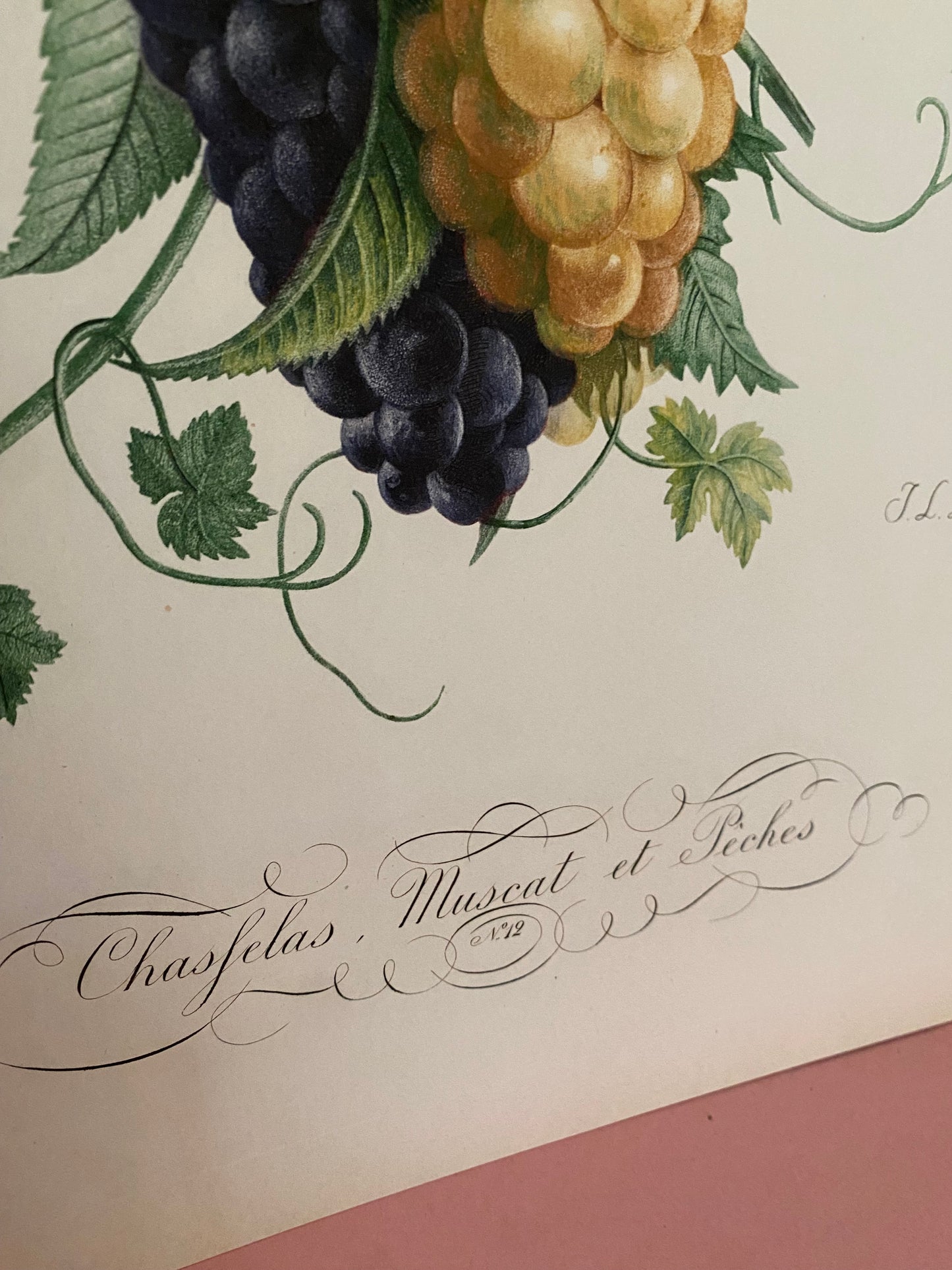 Pair Antique French Fruit Bouquet Etching Fleurs No.11 & No.12