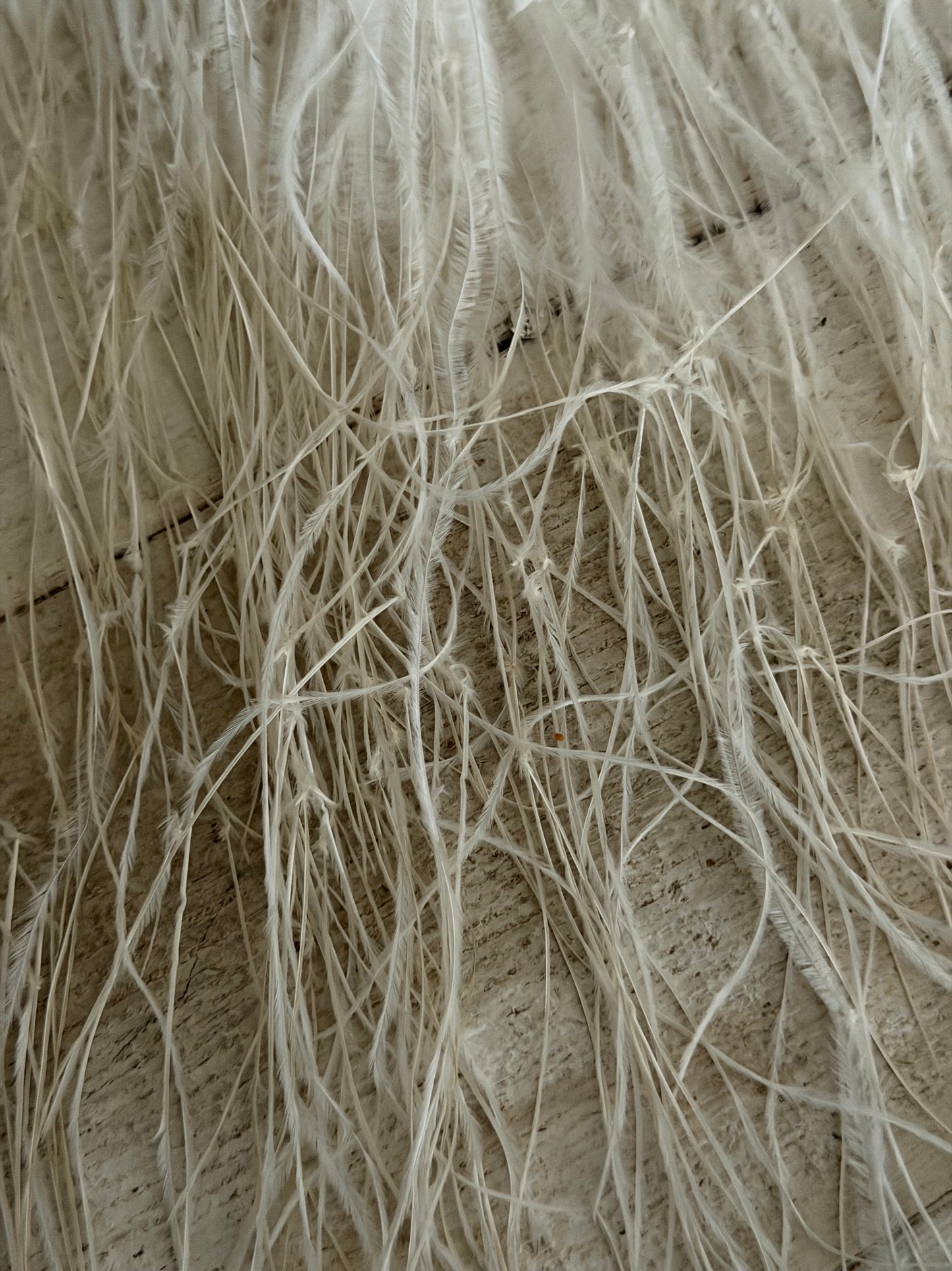 Antique White Ostrich Feather Rhinestone Costume Trim