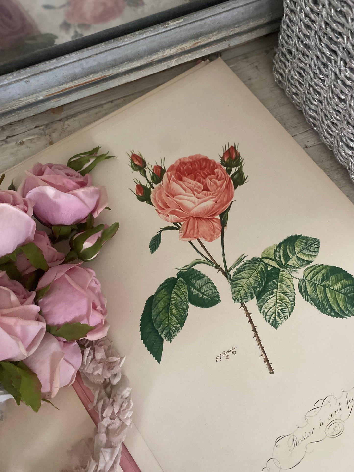 Antique French Pink Rose "Fleurs et Fruits" Portfolio of 12 Etchings