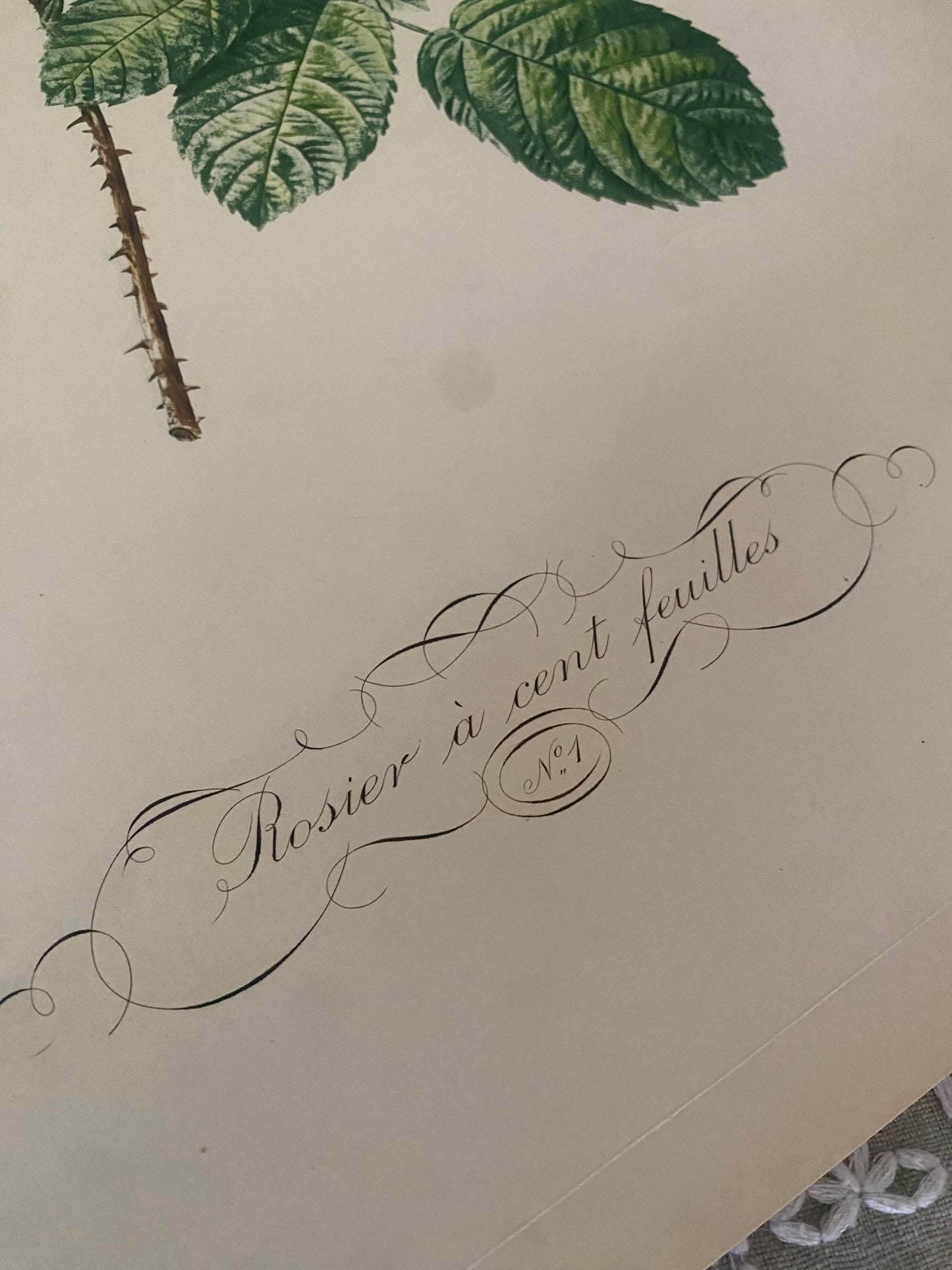 Antique French Pink Rose "Fleurs et Fruits" Portfolio of 12 Etchings