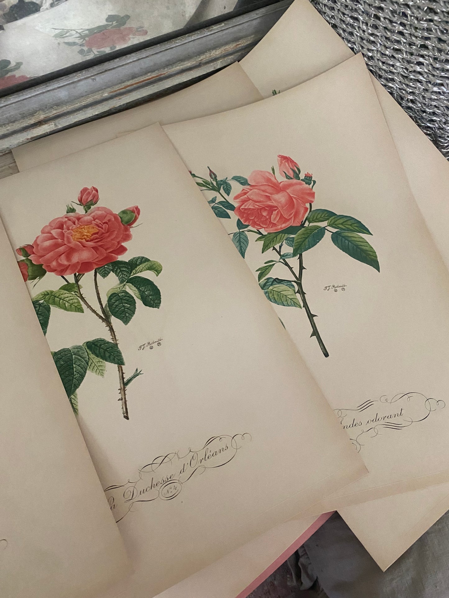 Antique French Pink Rose "Fleurs et Fruits" Portfolio of 12 Etchings