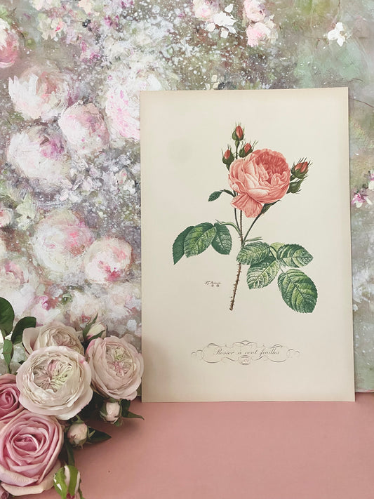 Antique French Pink Rose Etching Fleurs No.1