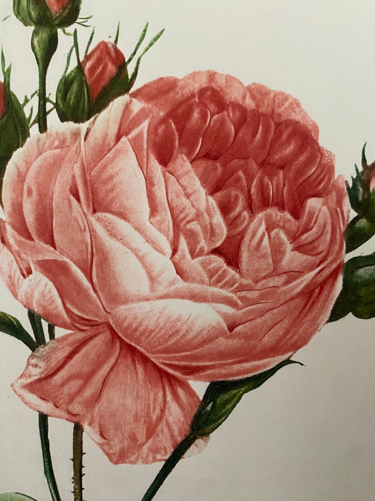 Antique French Pink Rose Etching Fleurs No.1