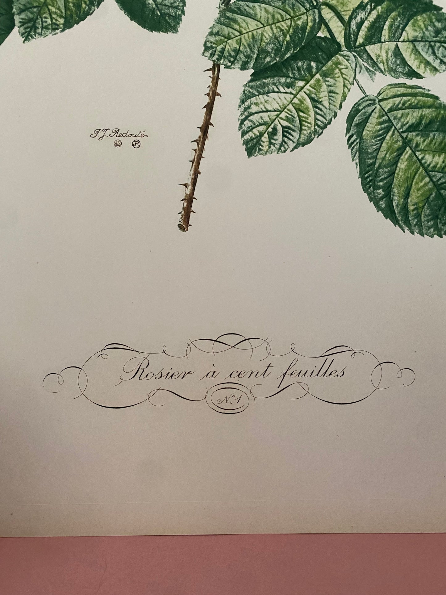 Antique French Pink Rose Etching Fleurs No.1