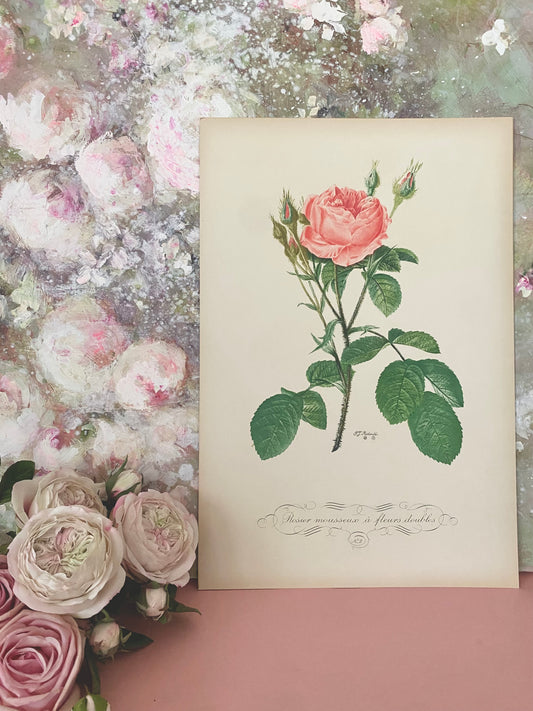 Antique French Pink Rose Etching Fleurs No.2