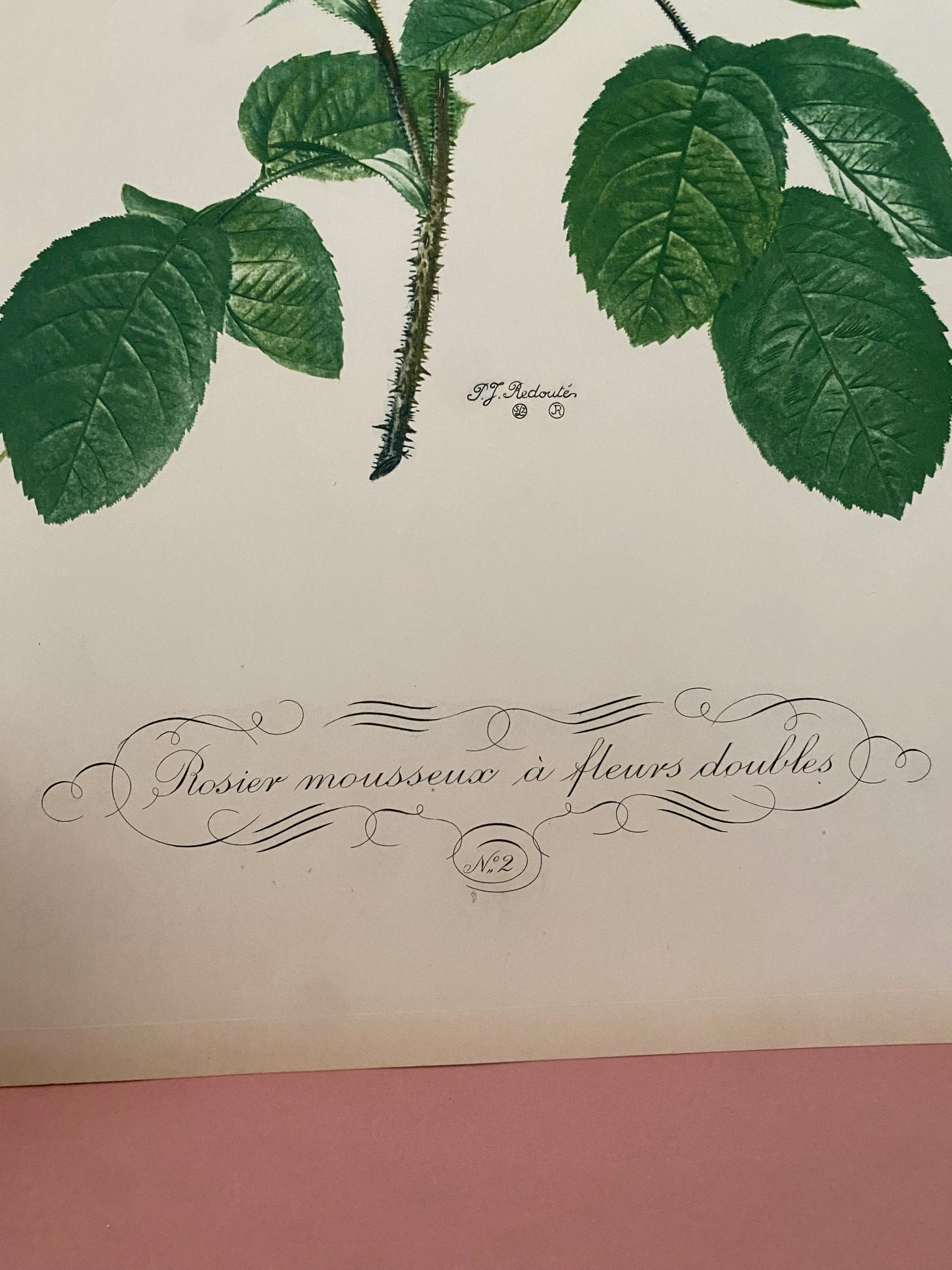 Antique French Pink Rose Etching Fleurs No.2