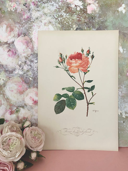 Antique French Pink Rose Etching Fleurs No.3