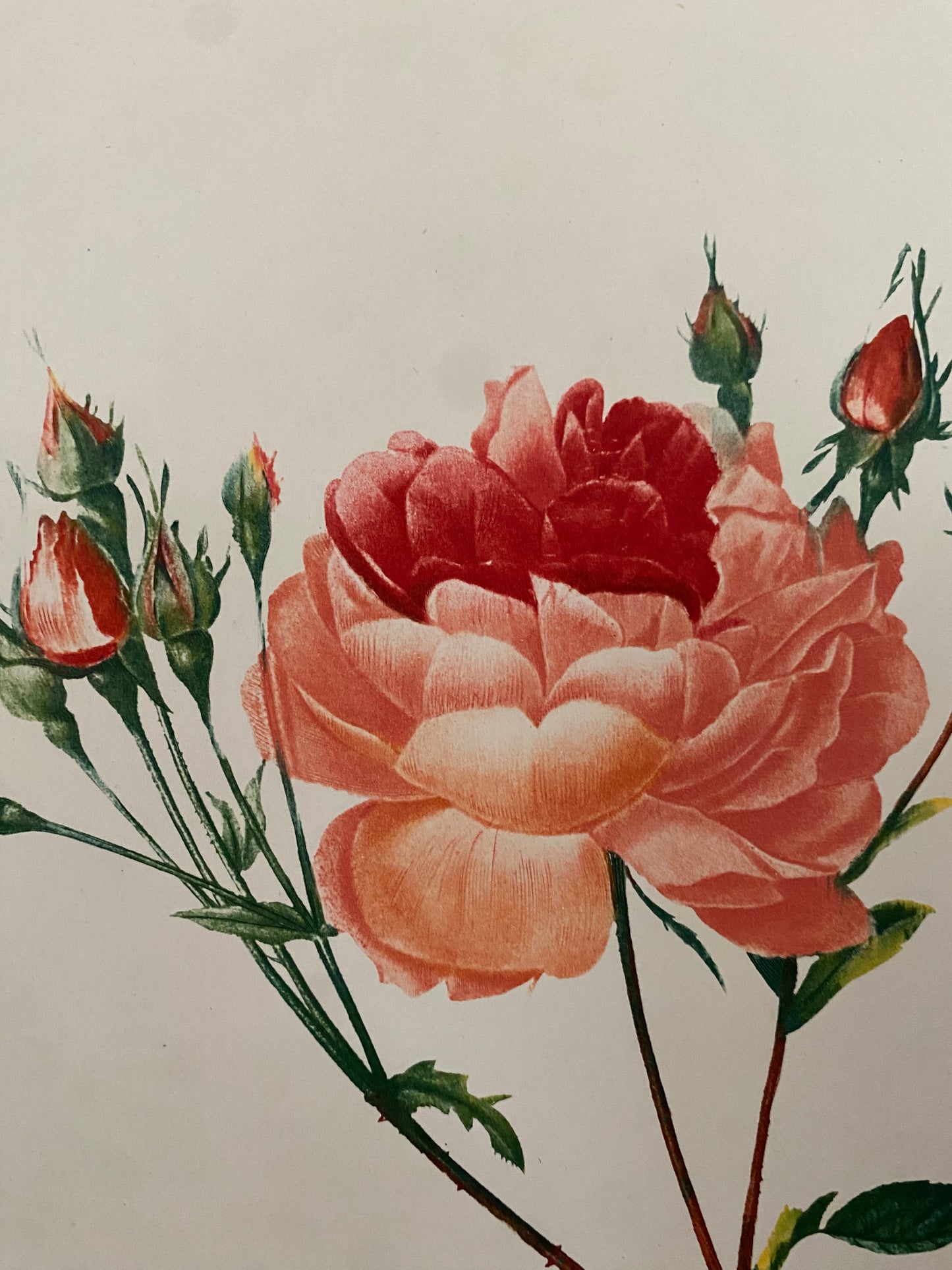 Antique French Pink Rose Etching Fleurs No.3