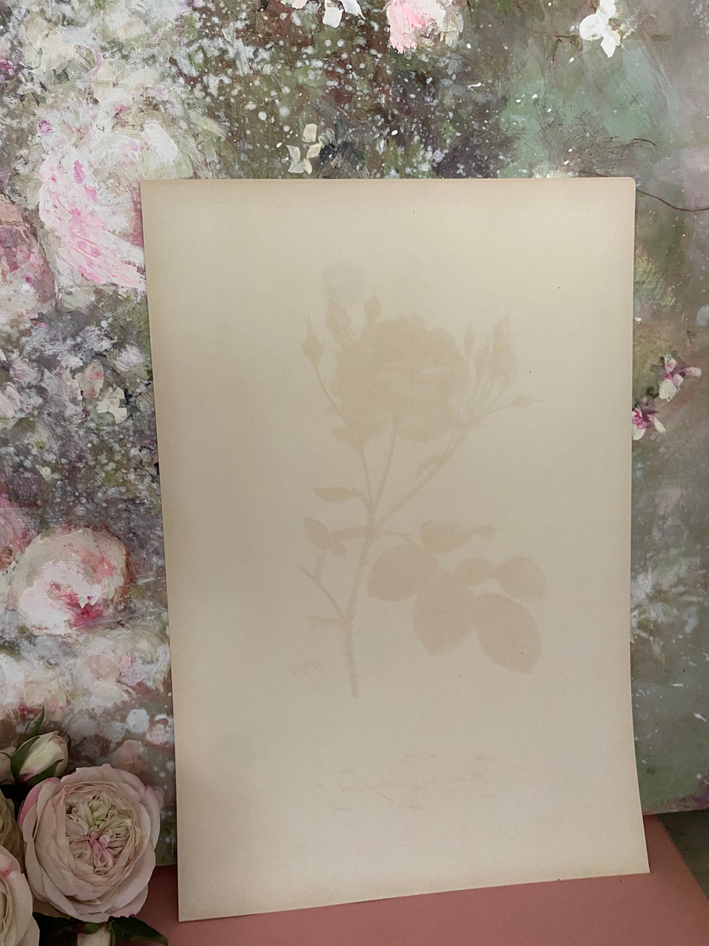 Antique French Pink Rose Etching Fleurs No.5