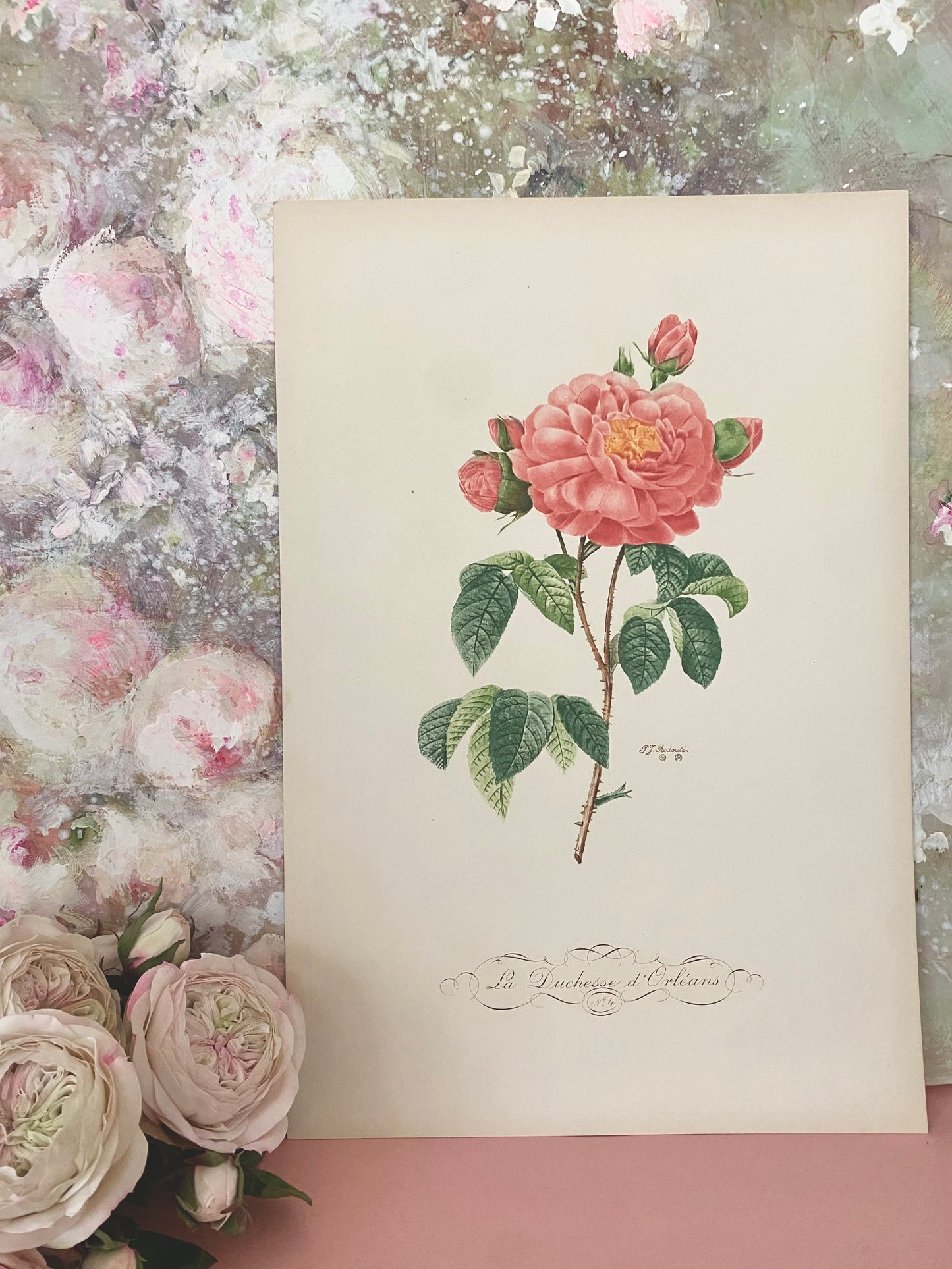 Antique French Pink Rose Etching Fleurs No.4