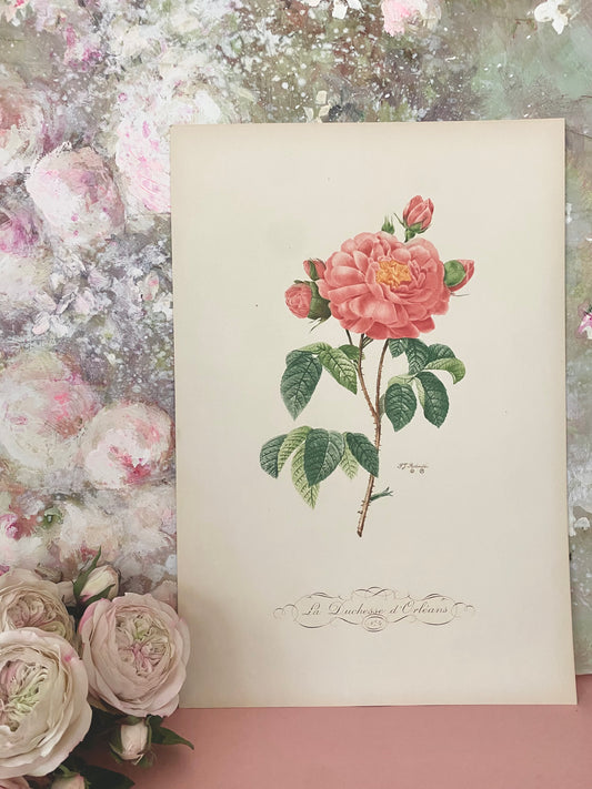 Antique French Pink Rose Etching Fleurs No.4