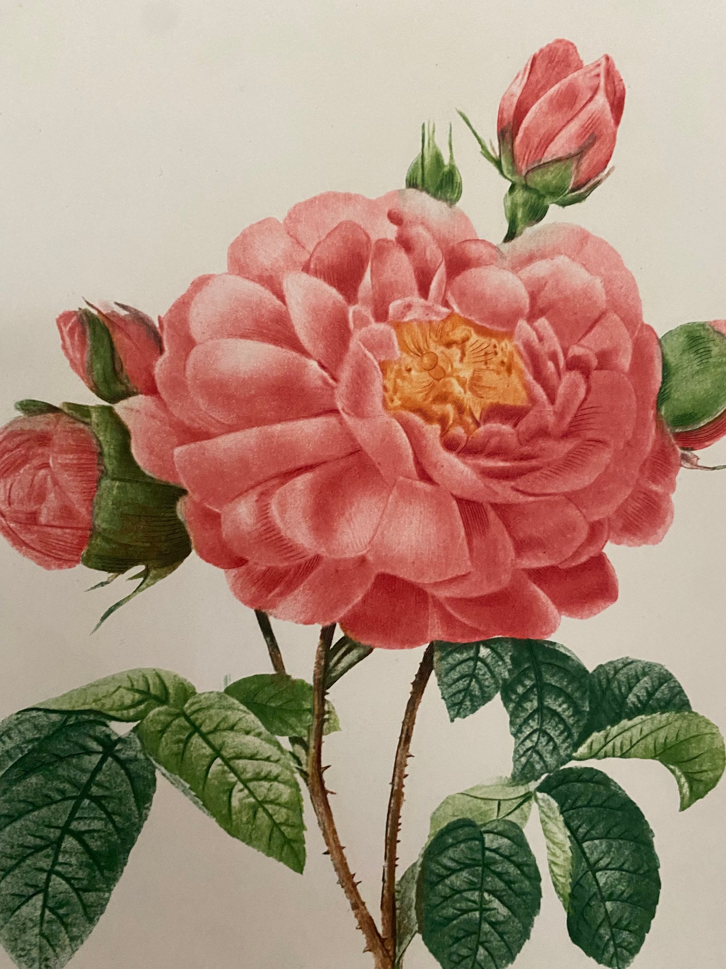 Antique French Pink Rose Etching Fleurs No.4