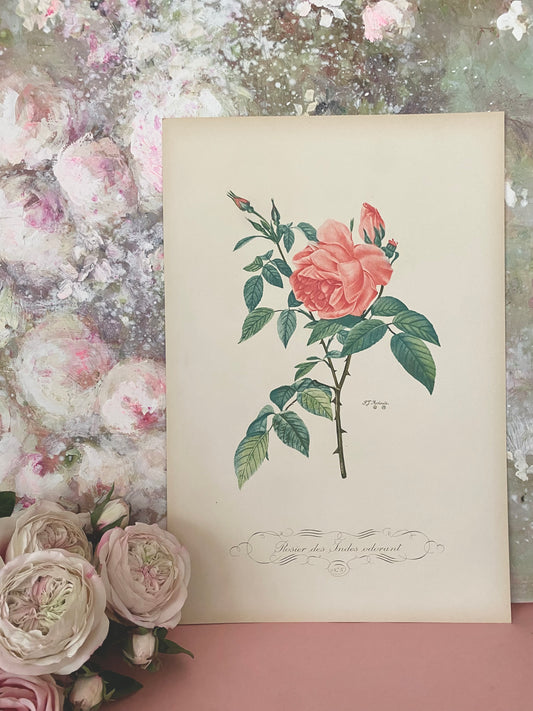 Antique French Pink Rose Etching Fleurs No.5