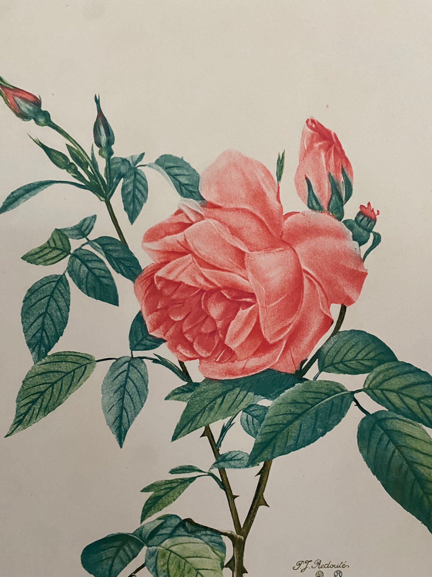 Antique French Pink Rose Etching Fleurs No.5