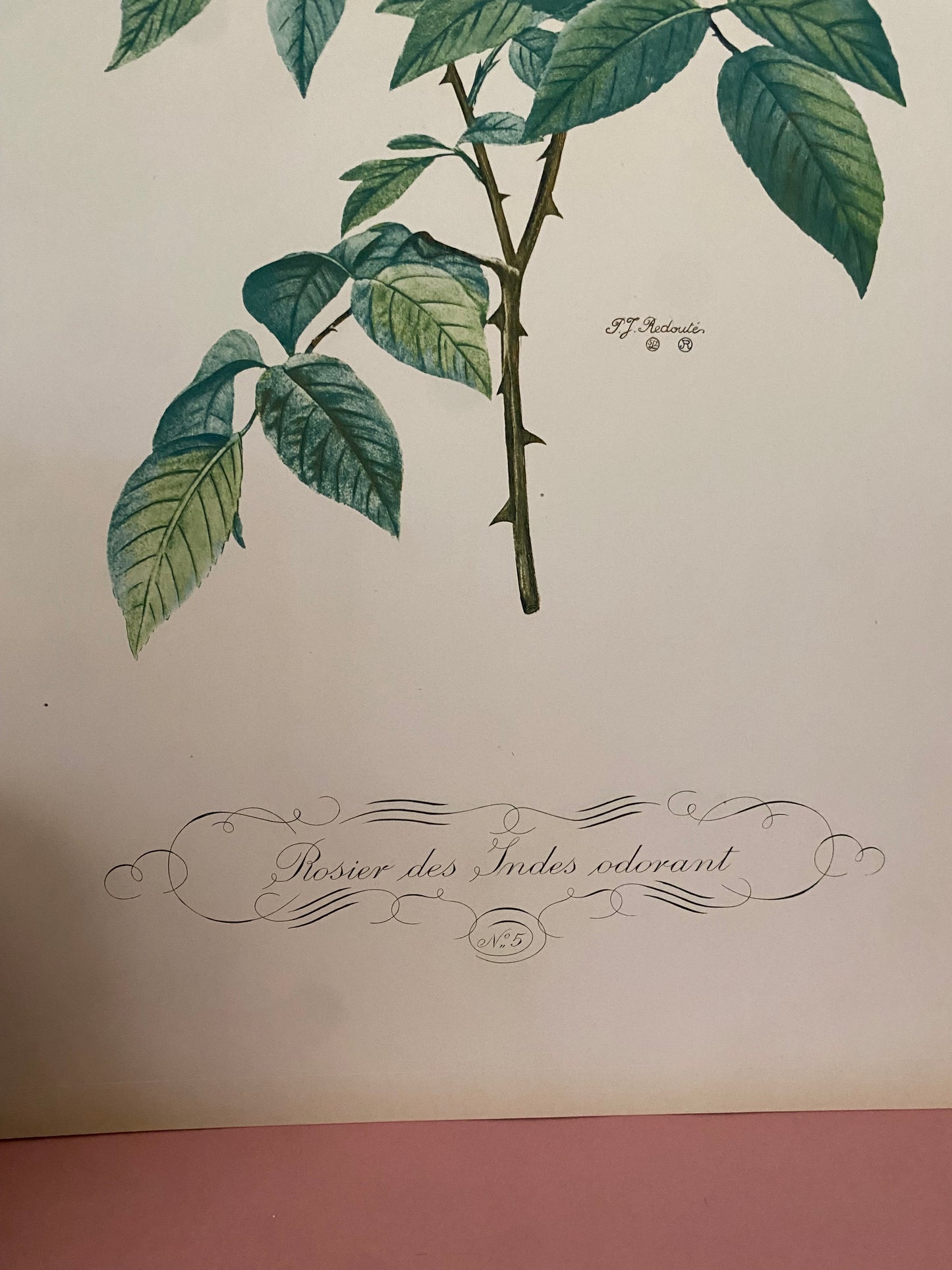 Antique French Pink Rose Etching Fleurs No.5