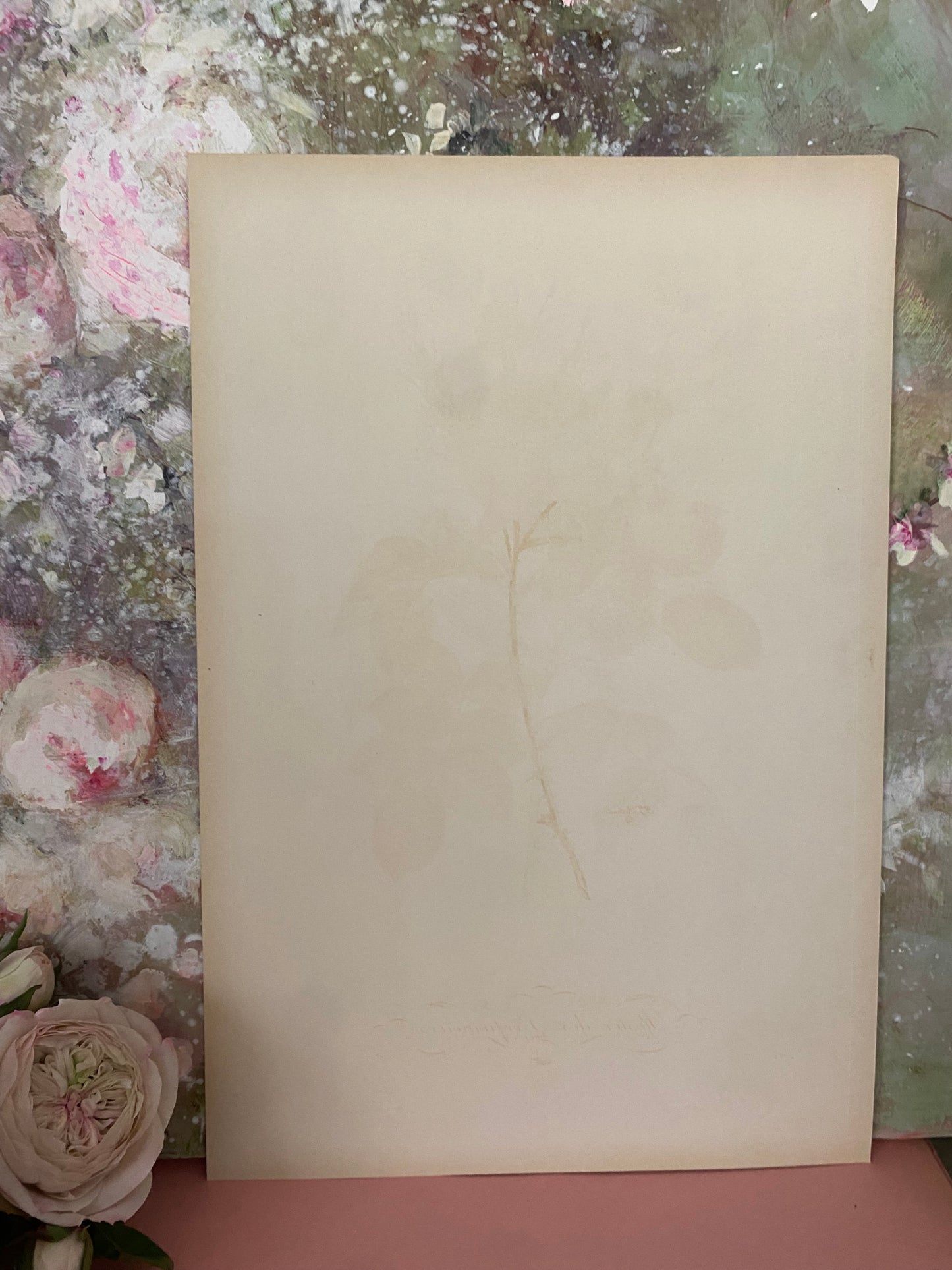 Antique French Pink Rose Etching Fleurs No.5