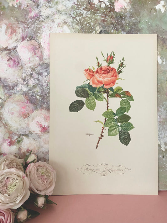 Antique French Pink Rose Etching Fleurs No.6