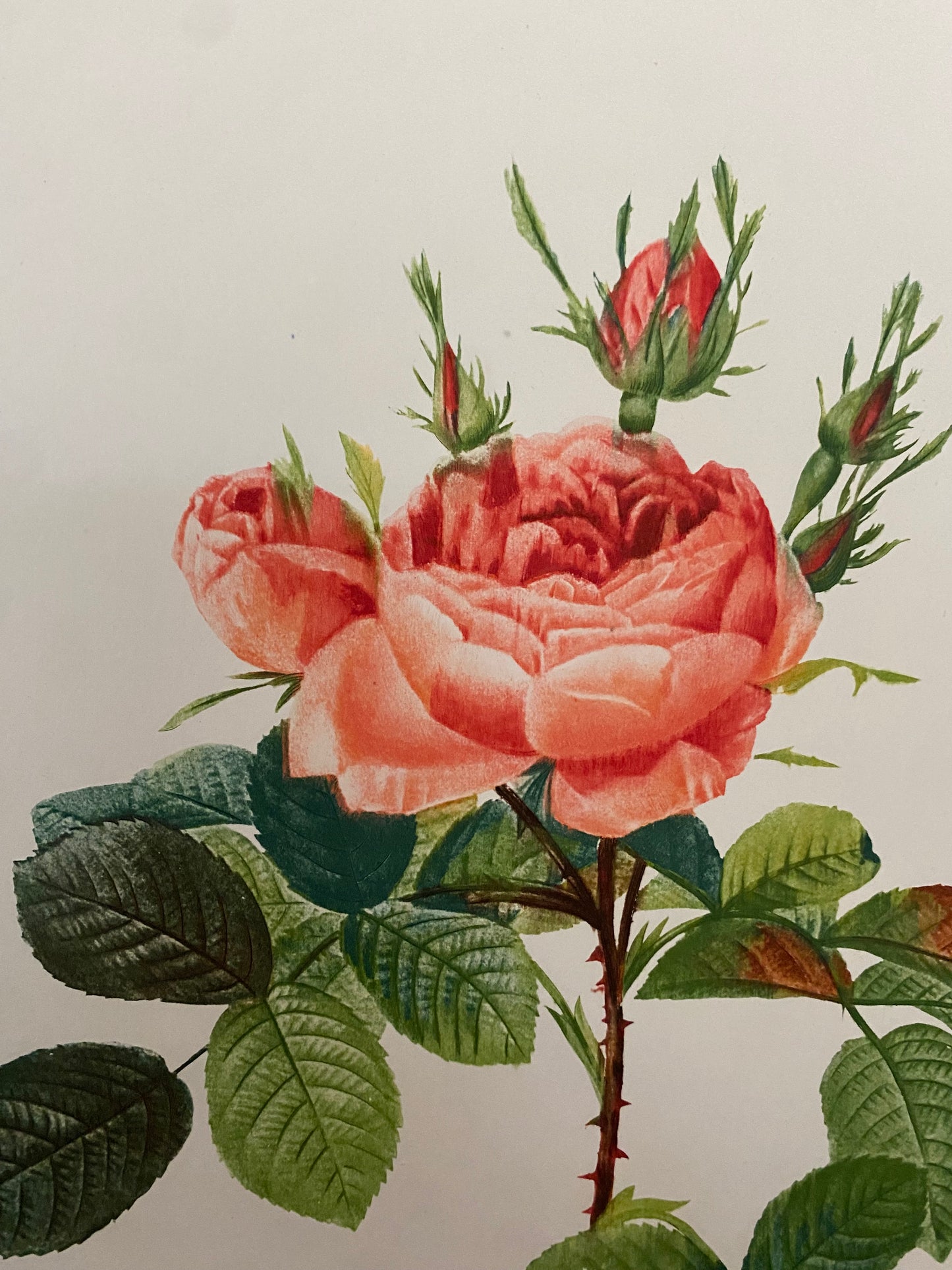Antique French Pink Rose Etching Fleurs No.6