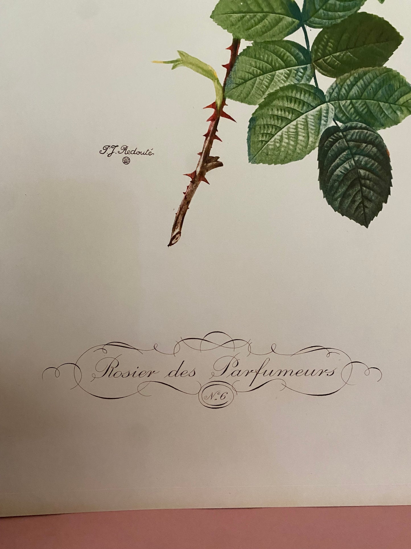 Antique French Pink Rose Etching Fleurs No.6