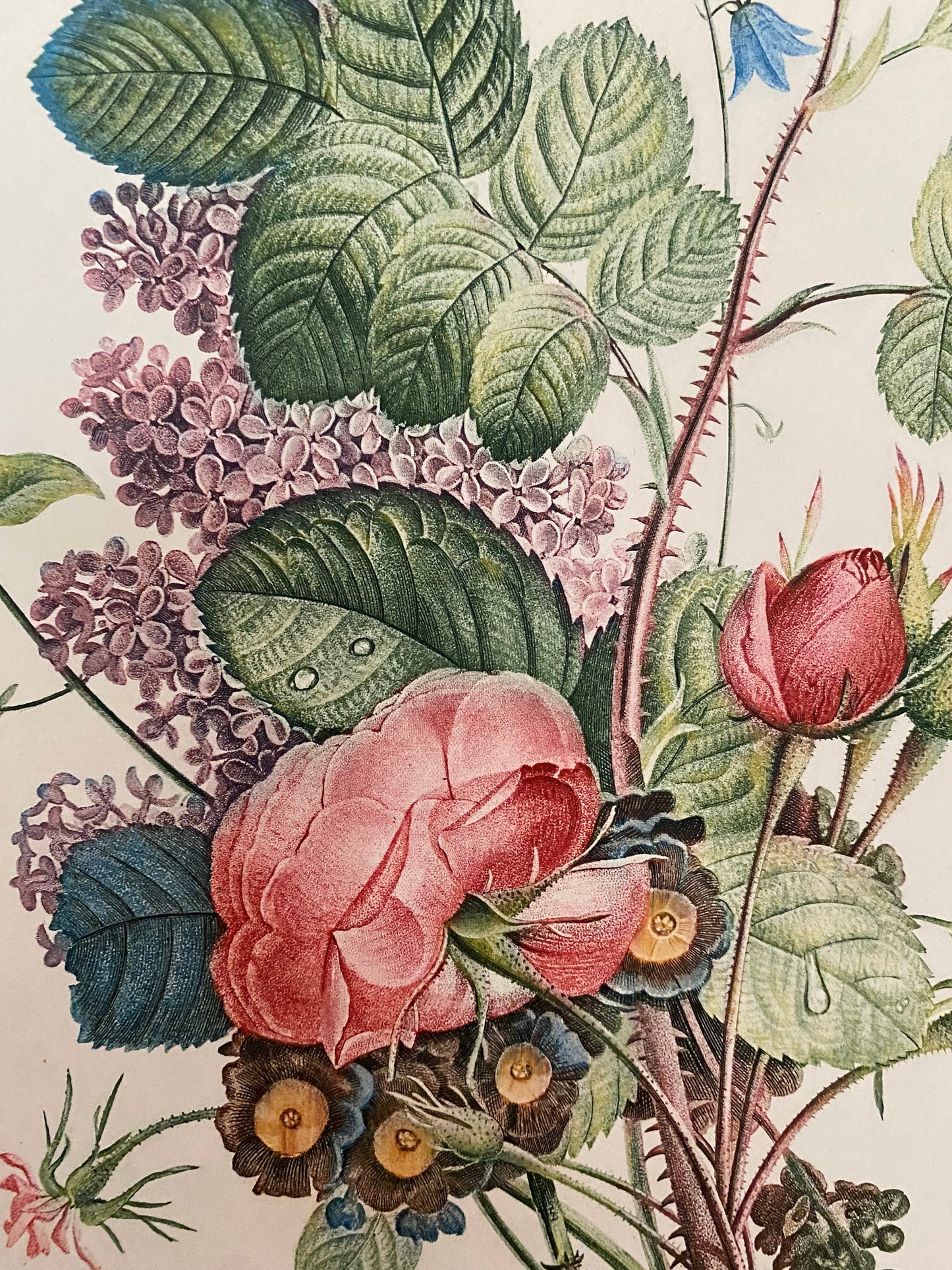 Antique French Pink Rose Bouquet Etching Fleurs No.7