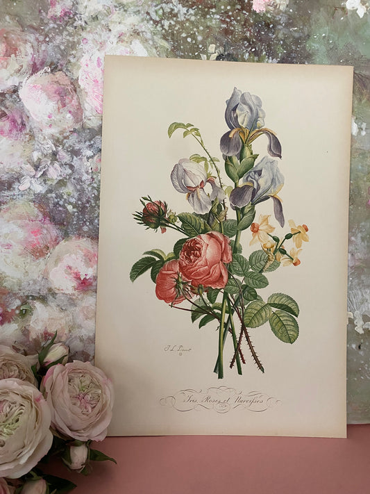 Antique French Pink Rose Iris Bouquet Etching Fleurs No.9