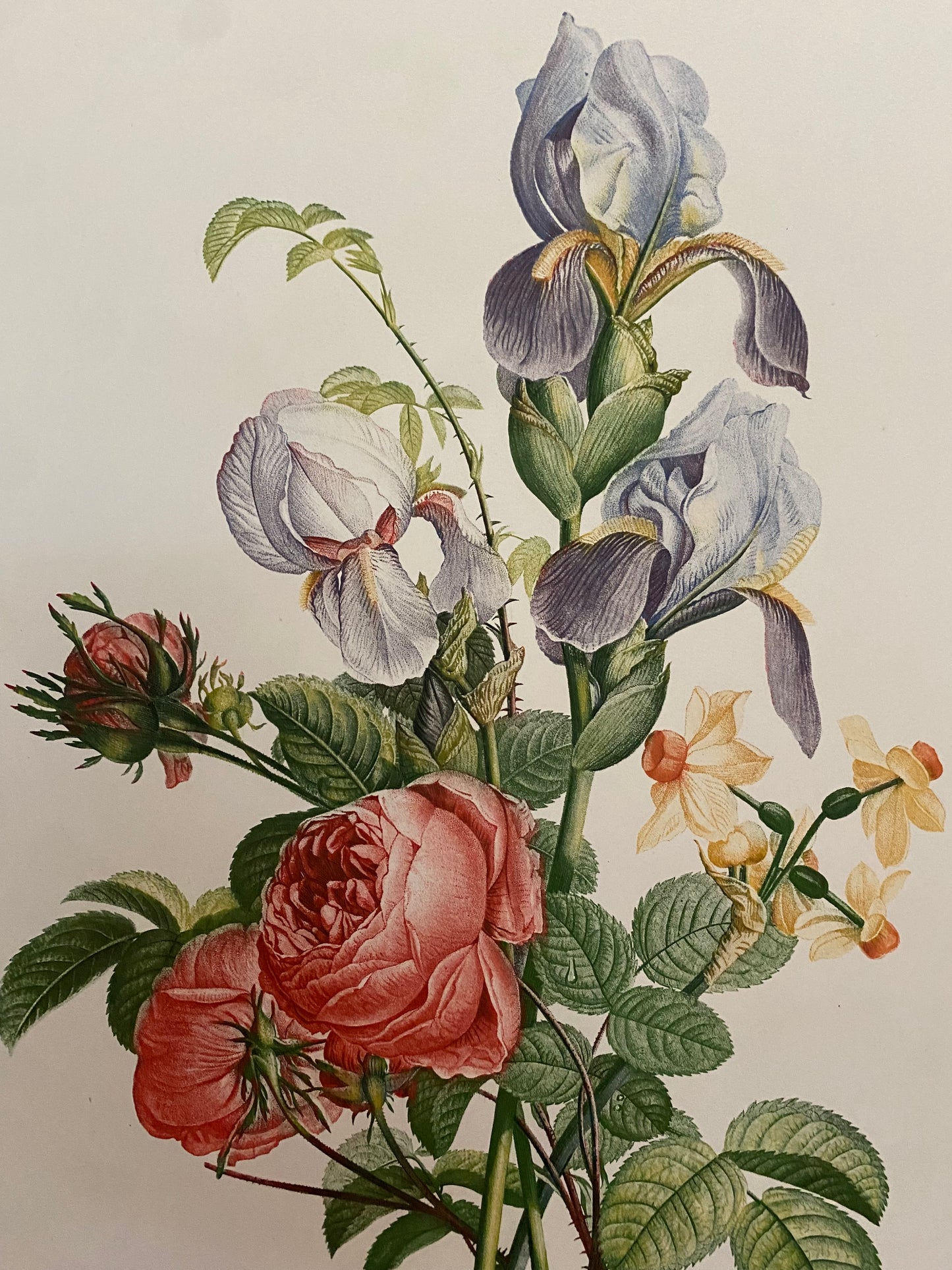 Antique French Pink Rose Iris Bouquet Etching Fleurs No.9