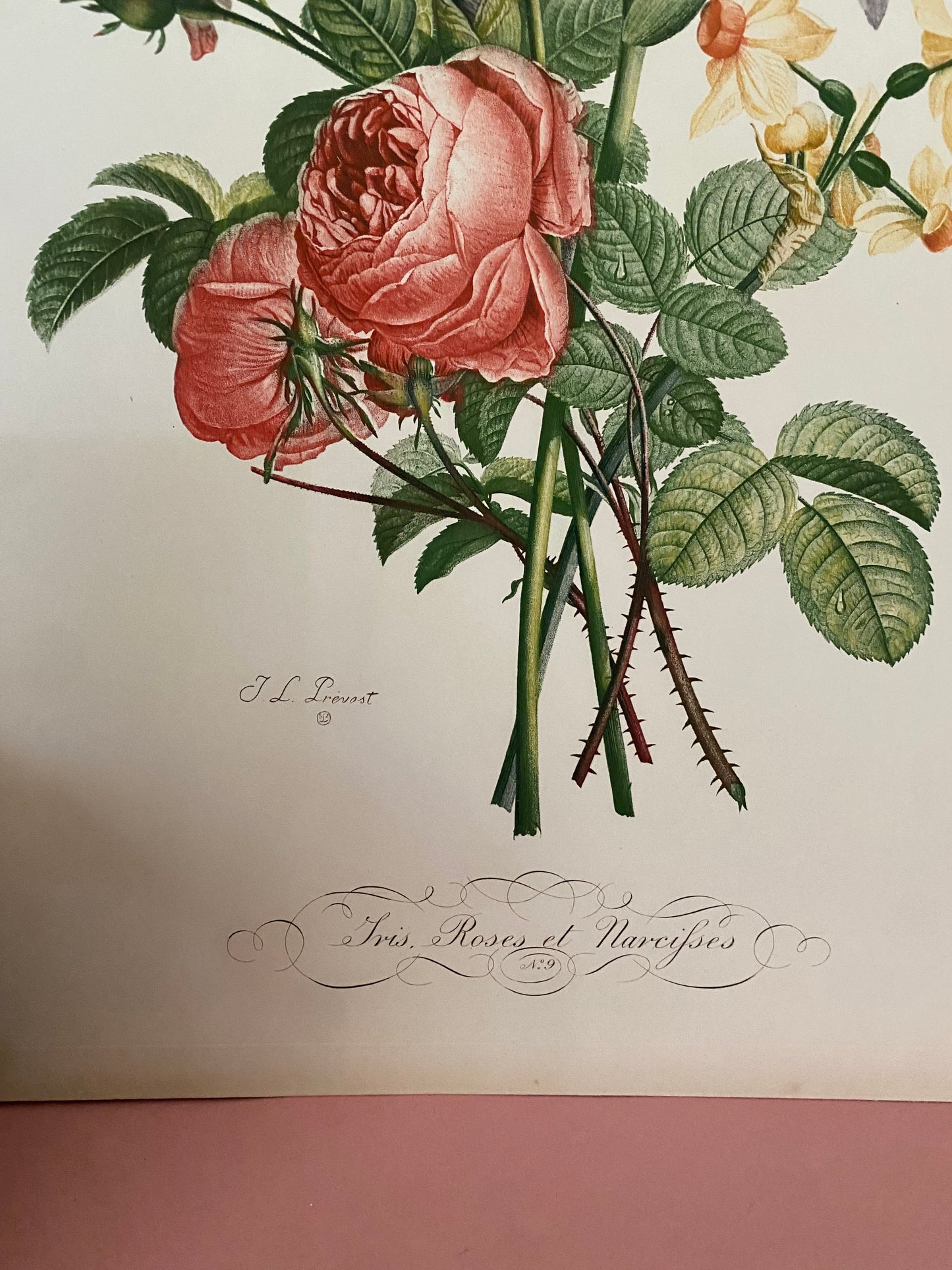 Antique French Pink Rose Iris Bouquet Etching Fleurs No.9