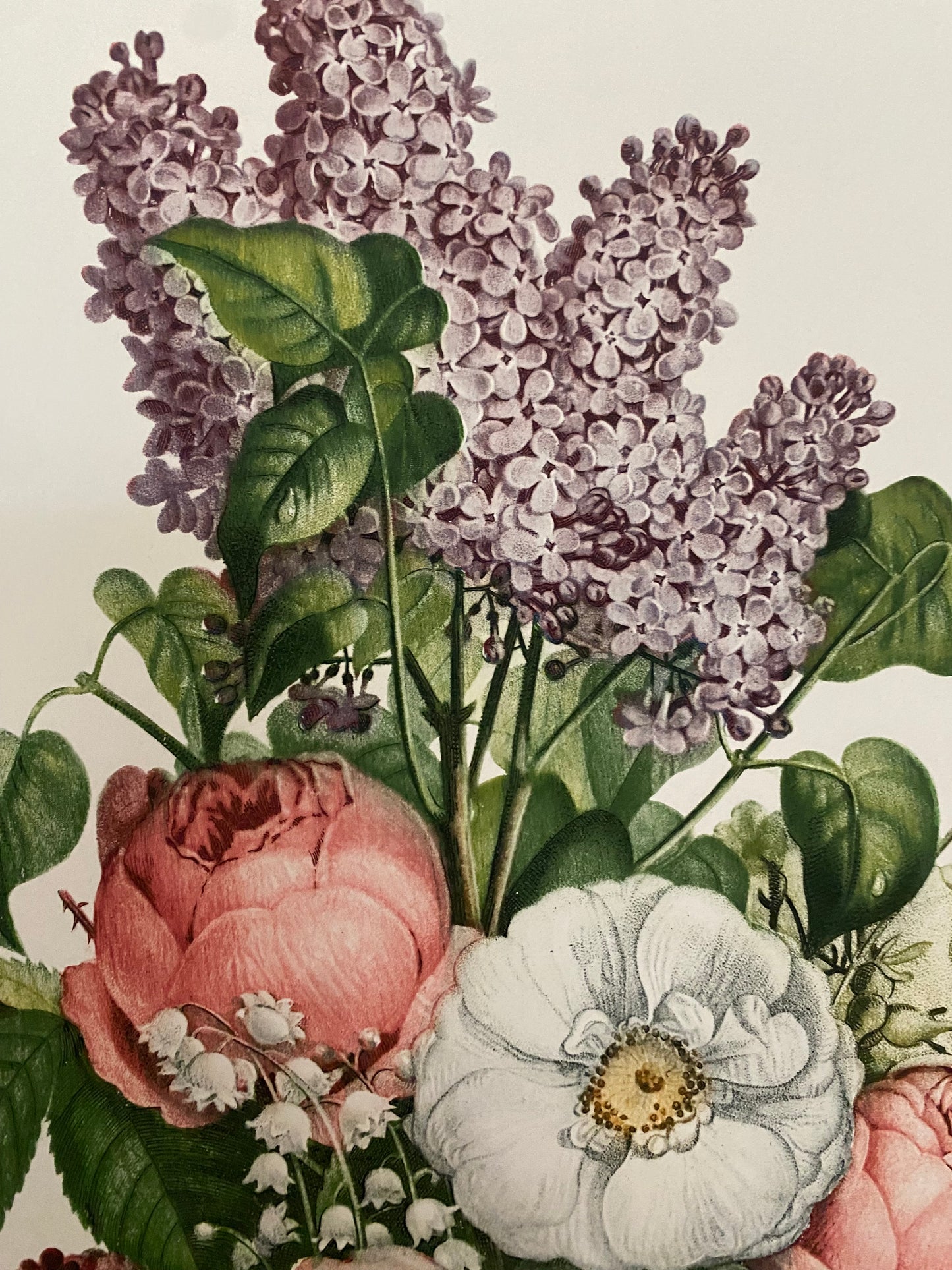Antique French Pink Rose Lilac Bouquet Etching Fleurs No.10