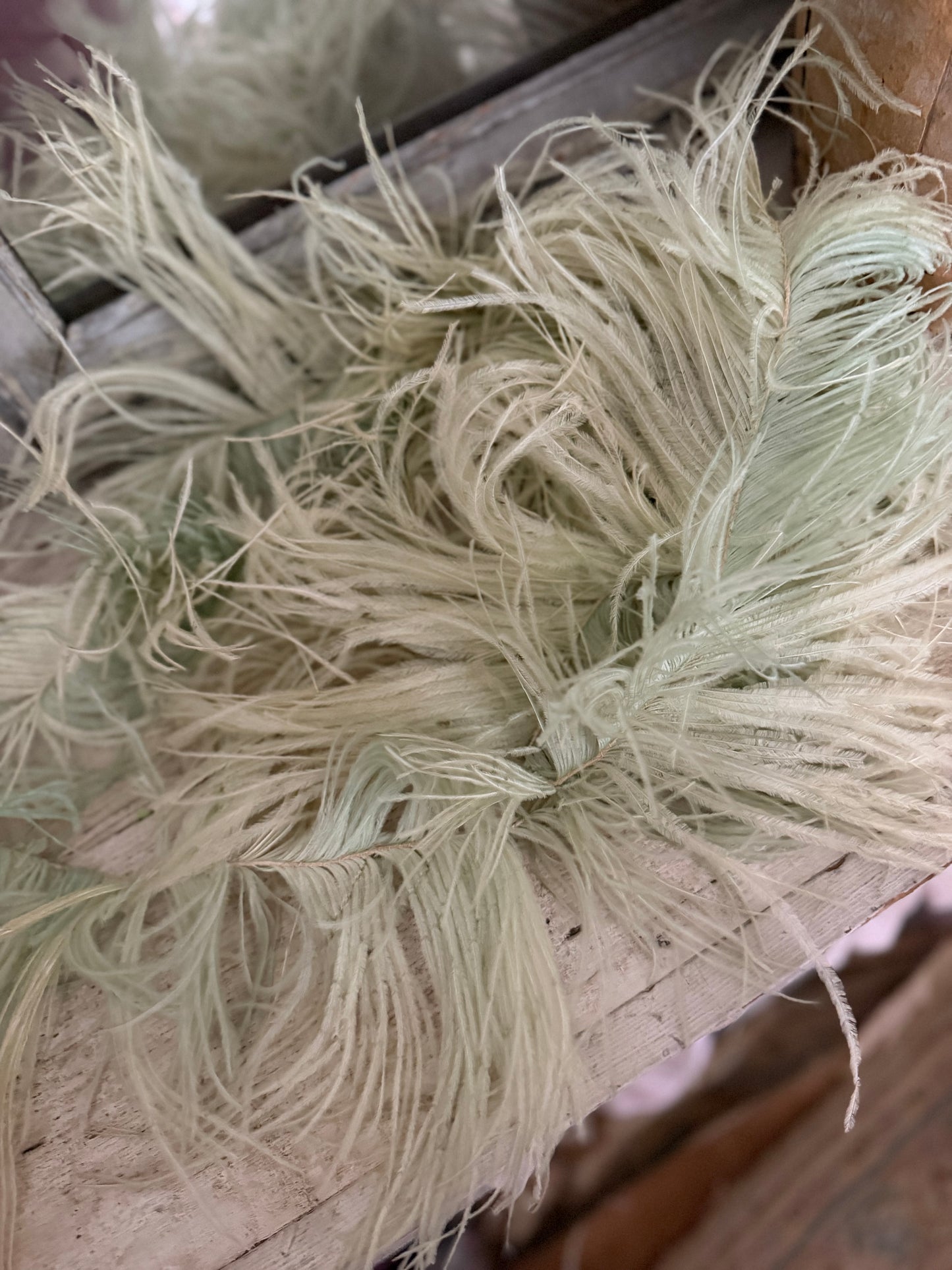 Antique Chartreuse Green Ostrich Feather Millinery Yardage