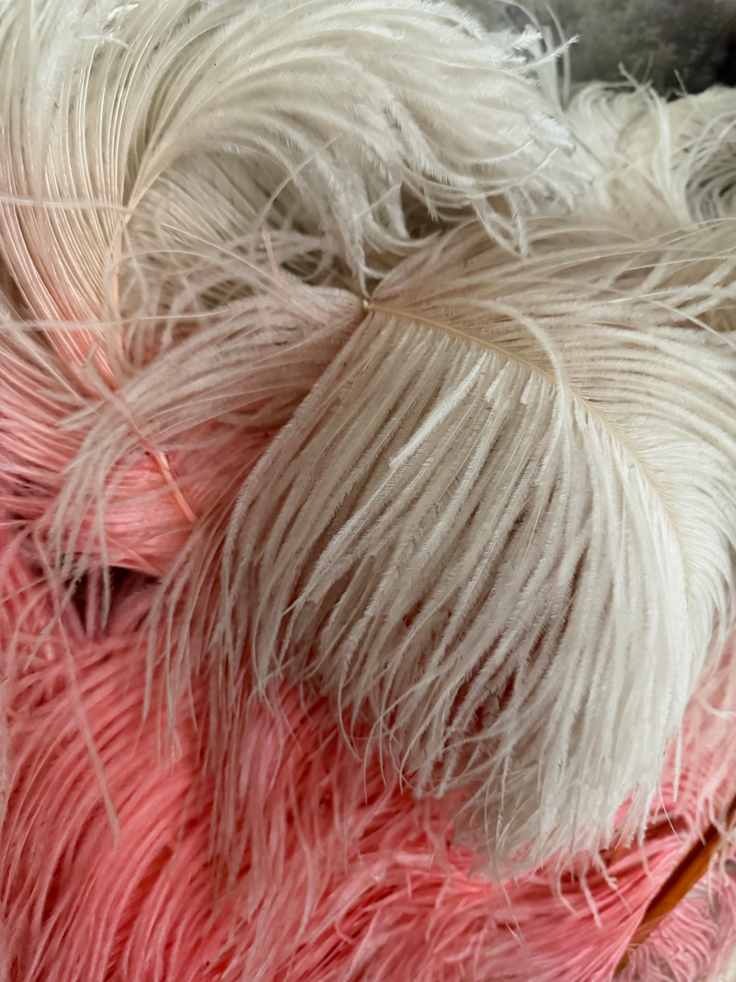 XL Antique Pink Ombre Ostrich Feather Fan